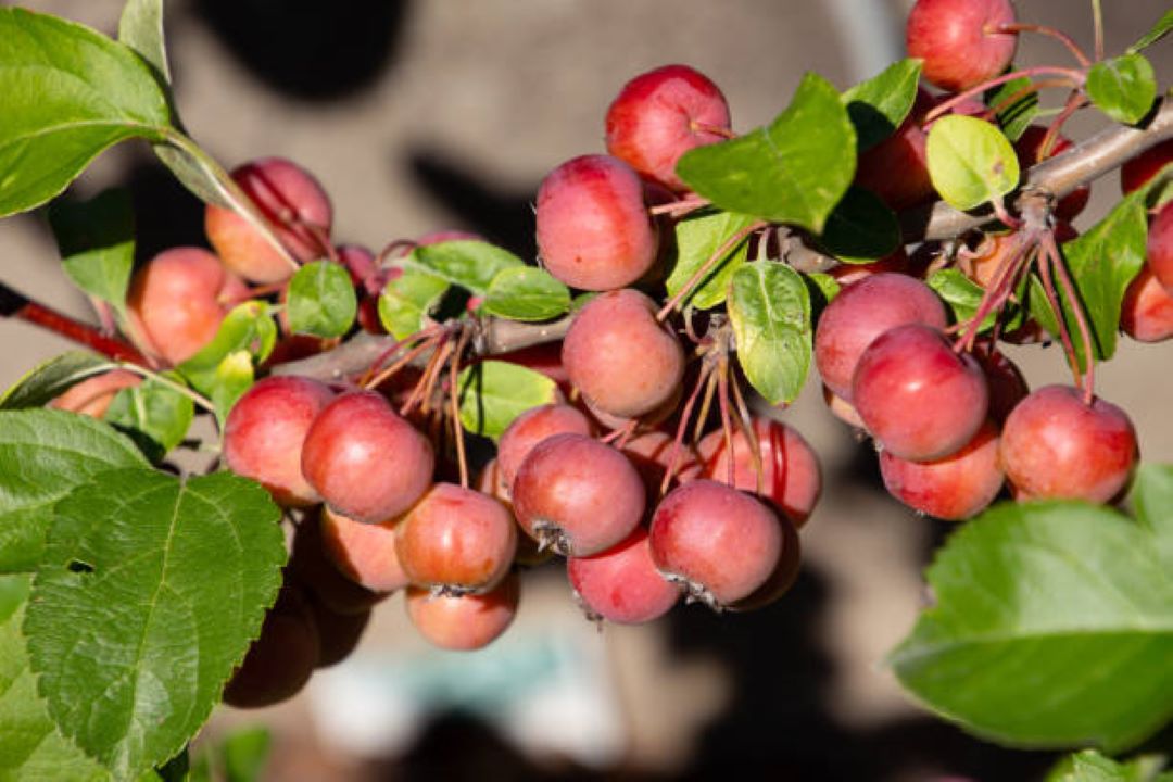 Bahçevilya Süs Elması Fidanı (Malus) - 60-100 cm Boyunda 1-2 yaş arası Tüplü - Bahçevilya 