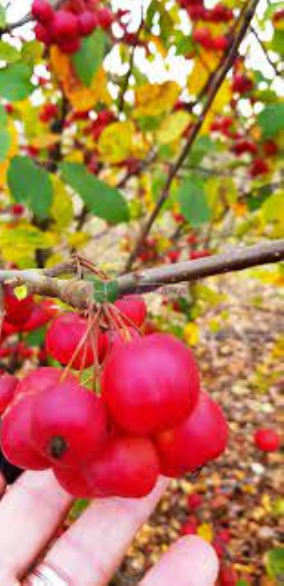 Bahçevilya Süs Elması Fidanı (Malus) - 60-100 cm Boyunda 1-2 yaş arası Tüplü - Bahçevilya 