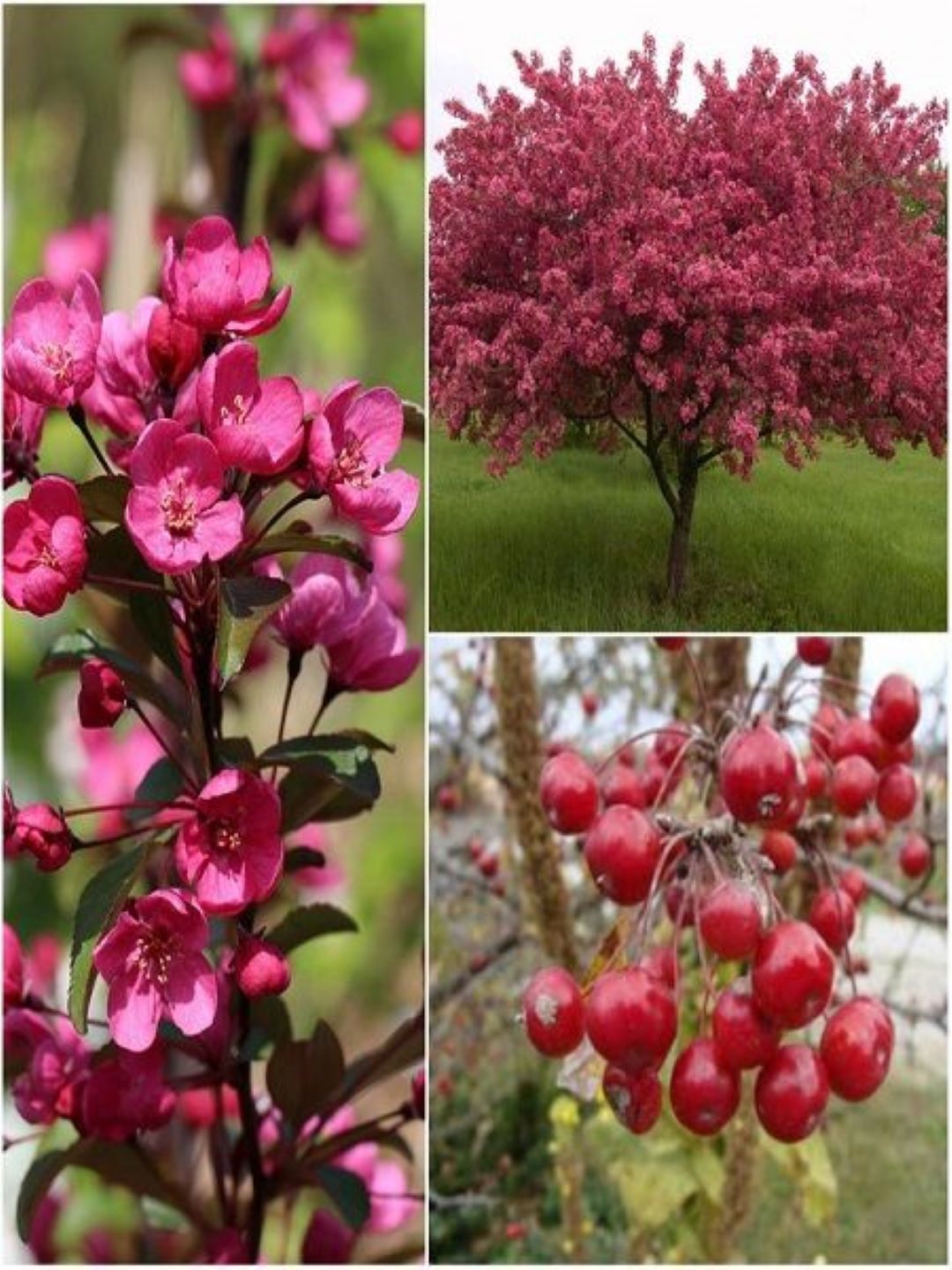 Bahçevilya Süs Elması Fidanı (Malus) - 60-100 cm Boyunda 1-2 yaş arası Tüplü - Bahçevilya 