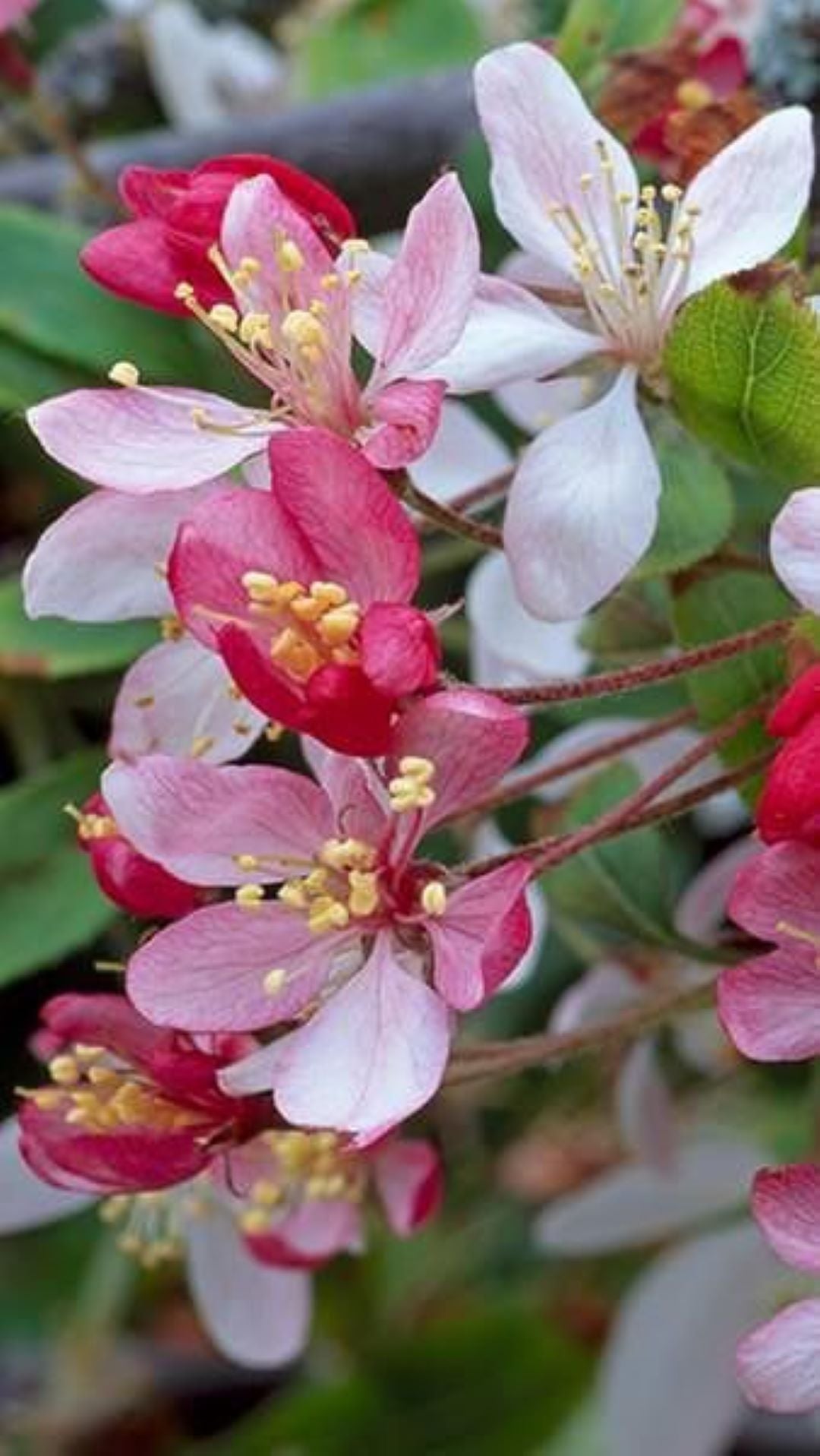 Bahçevilya Süs Elması Fidanı (Malus) - 60-100 cm Boyunda 1-2 yaş arası Tüplü - Bahçevilya 