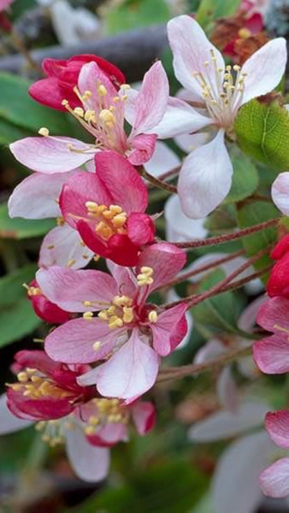 Bahçevilya Süs Elması Fidanı (Malus) - 60-100 cm Boyunda 1-2 yaş arası Tüplü - Bahçevilya 