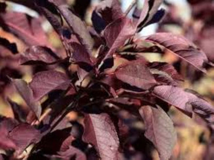 Kırmızı Yapraklı Süs Kirazı  {prunus schubert] fidanı 1-2 yaş arası