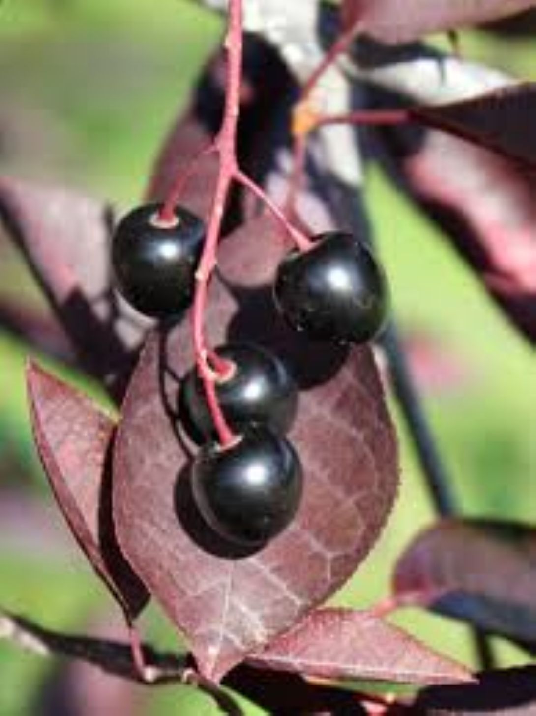Kırmızı Yapraklı Süs Kirazı  {prunus schubert] fidanı 1-2 yaş arası