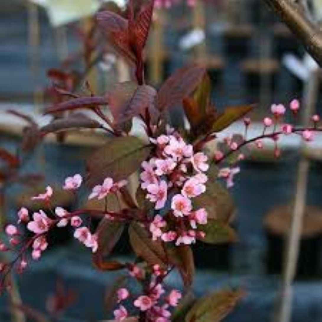 Kırmızı Yapraklı Süs Kirazı  {prunus schubert] fidanı 1-2 yaş arası