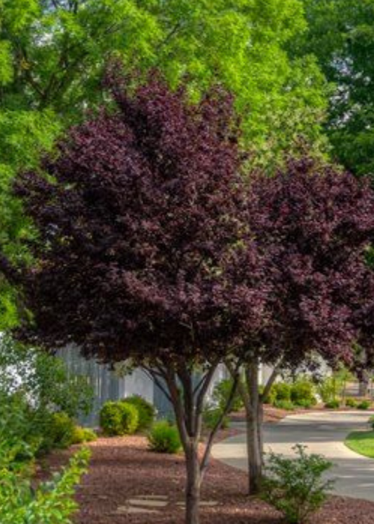 Bahçevilya Kırmızı Yapraklı Süs Eriği Fidanı (Prunus cerasifera 'Nigra') - 60-100 cm, Bahçenize Renk Katın - Bahçevilya 
