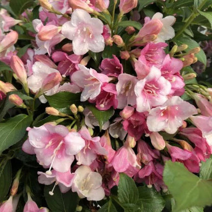Bahçevilya Vangelya (Gelin Tacı - Spiraea vanhouttei) Fidanı 1-2 yaş arası tüplü - Bahçevilya 
