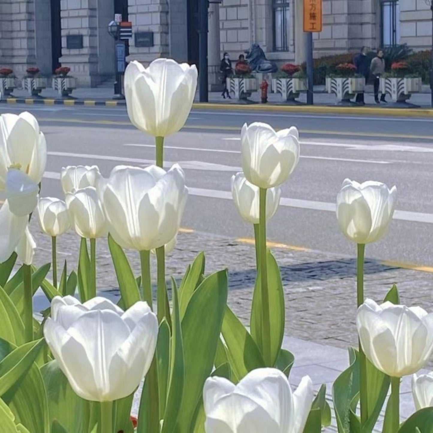 Bahçevilya White Marvel Beyaz Lale Soğanı (5 Adet)