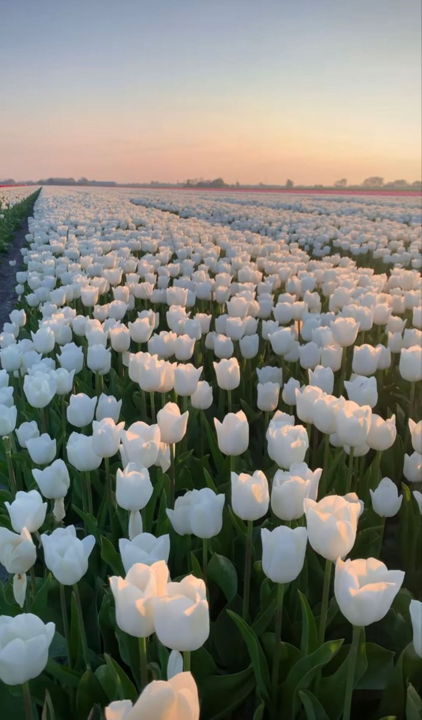 Bahçevilya White Marvel Beyaz Lale Soğanı (5 Adet)