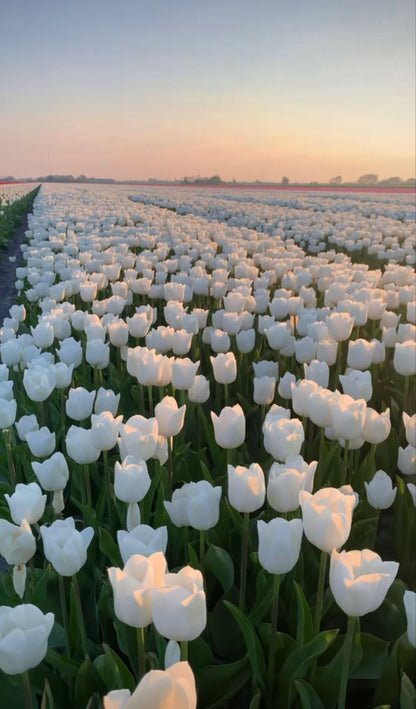 Bahçevilya White Marvel Beyaz Lale Soğanı (5 Adet)