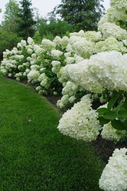 Beyaz Çiçekli Paniculata Ortanca Fidanı 1-2 yaş arası saksılı