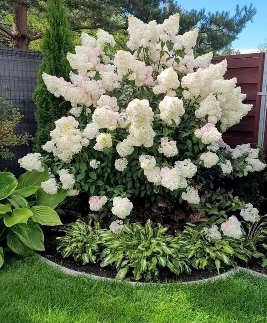 Beyaz Çiçekli Paniculata Ortanca Fidanı 1-2 yaş arası saksılı