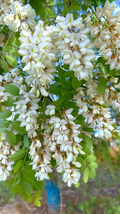 Yalancı Akasya Ağacı Fidanı 1 - 2 Yaş Arası 60 - 100 Cm Tüplü Bahçevilya - Bahçevilya