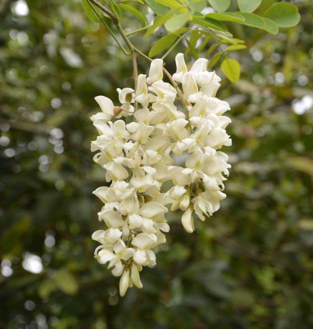 Yalancı Akasya Ağacı Fidanı 1 - 2 Yaş Arası 60 - 100 Cm Tüplü Bahçevilya - Bahçevilya