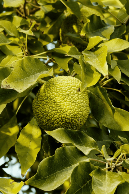 Yalancı Portakal Ağacı Fidanı Maclura Pomifera 1-2 yaş arası - Bahçevilya