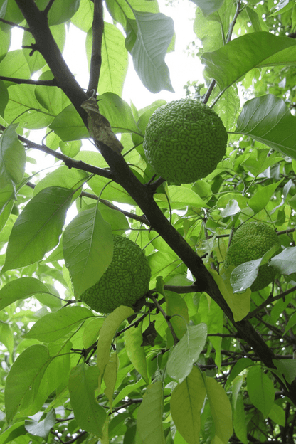 Yalancı Portakal Ağacı Fidanı Maclura Pomifera 1-2 yaş arası - Bahçevilya