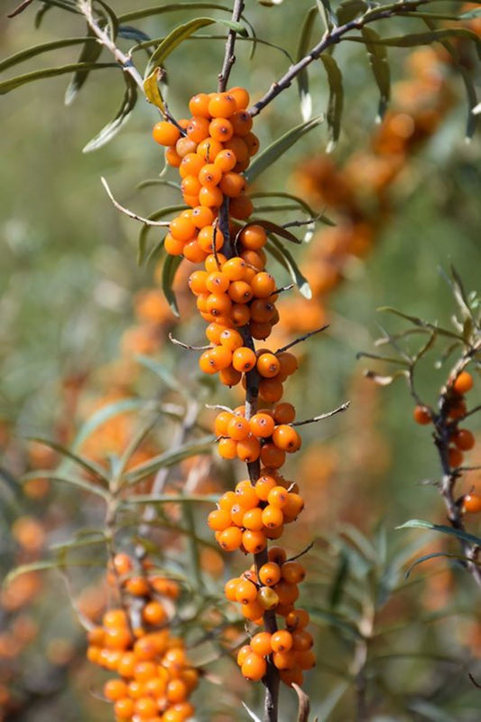 Bahçevilya Yalancı Süs İğdesi (Hippophae rhamnoides) Fidanı  1-2 Yaş arası Tüplü - Bahçevilya 