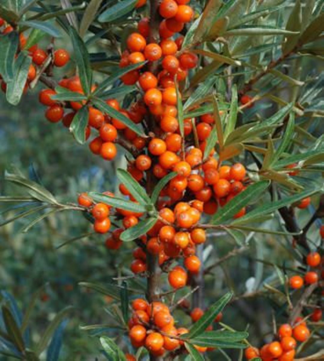 Bahçevilya Yalancı Süs İğdesi (Hippophae rhamnoides) Fidanı  1-2 Yaş arası Tüplü - Bahçevilya 