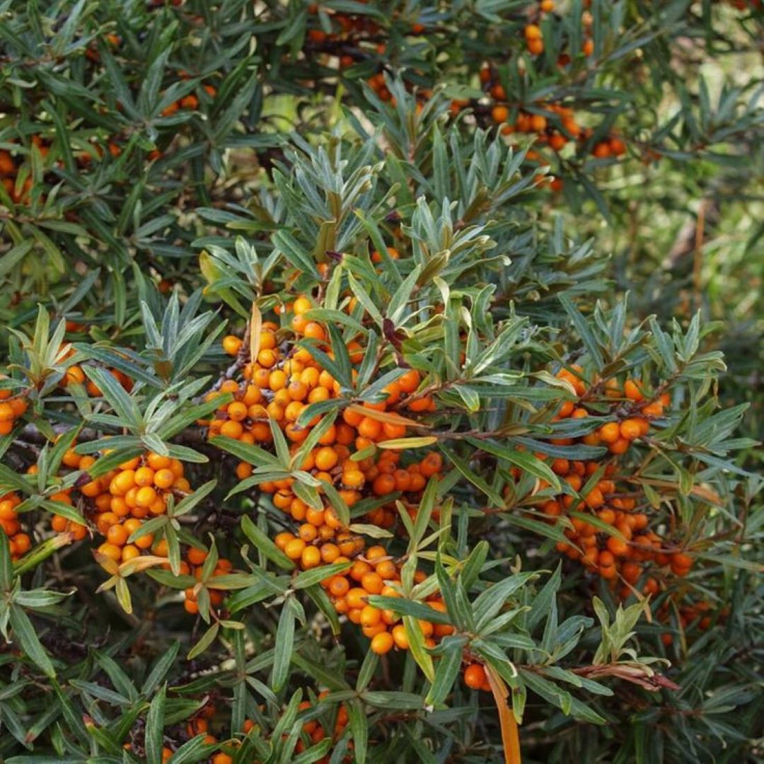 Bahçevilya Yalancı Süs İğdesi (Hippophae rhamnoides) Fidanı  1-2 Yaş arası Tüplü - Bahçevilya 