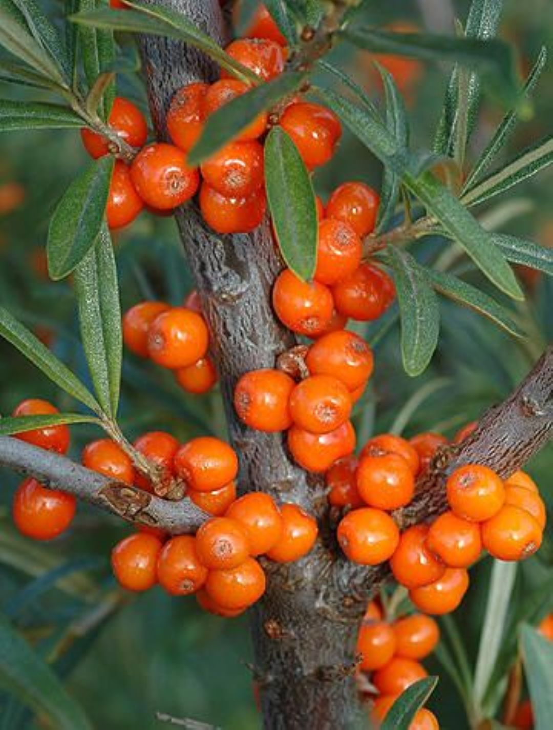 Bahçevilya Yalancı Süs İğdesi (Hippophae rhamnoides) Fidanı  1-2 Yaş arası Tüplü - Bahçevilya 
