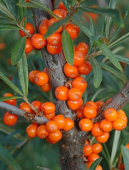 Bahçevilya Yalancı Süs İğdesi (Hippophae rhamnoides) Fidanı  1-2 Yaş arası Tüplü - Bahçevilya 