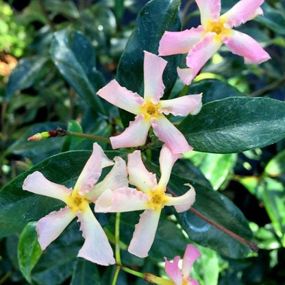 Pembe Çiçekli Yasemin Çiçeği Pink Showers Fidanı Tüplü 1-2 Yaş Arası