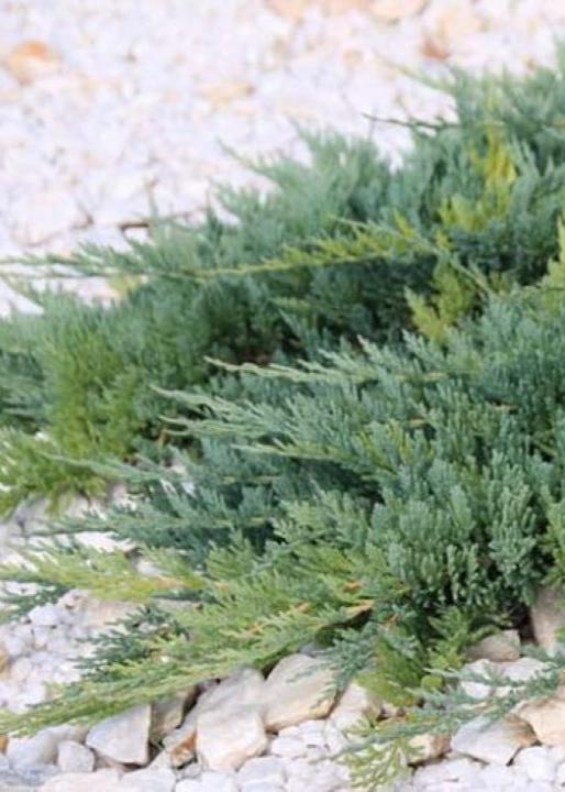Bahçevilya Yayılıcı Ardıç (Juniperus) Fidanı - 50-70 cm Boyunda 1-2 yaş arası - Bahçevilya 