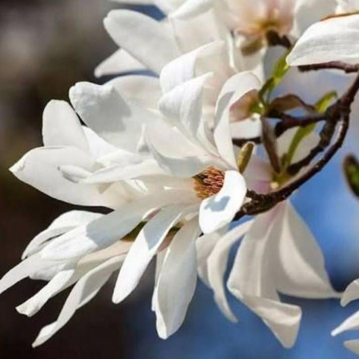 Bahçevilya  Yaprak Döken Manolya (Magnolia) Fidanı 1-2 yaş arası saksılı - Bahçevilya 