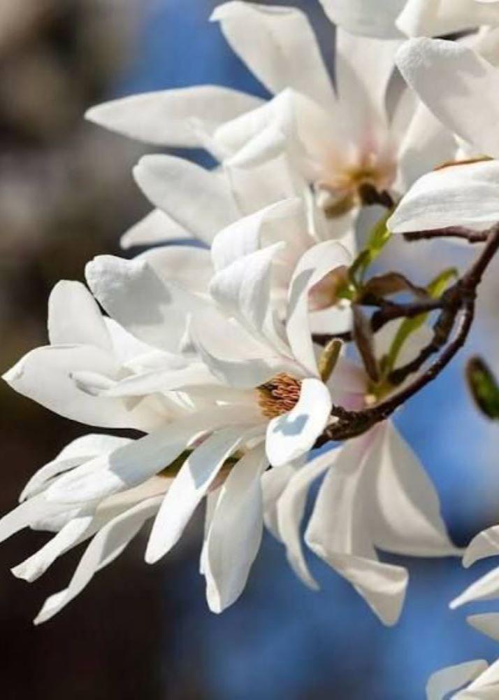 Bahçevilya Dayanıklı Yaprak Döken Manolya Fidanı - 2 Yaşında tüplü - Bahçevilya 