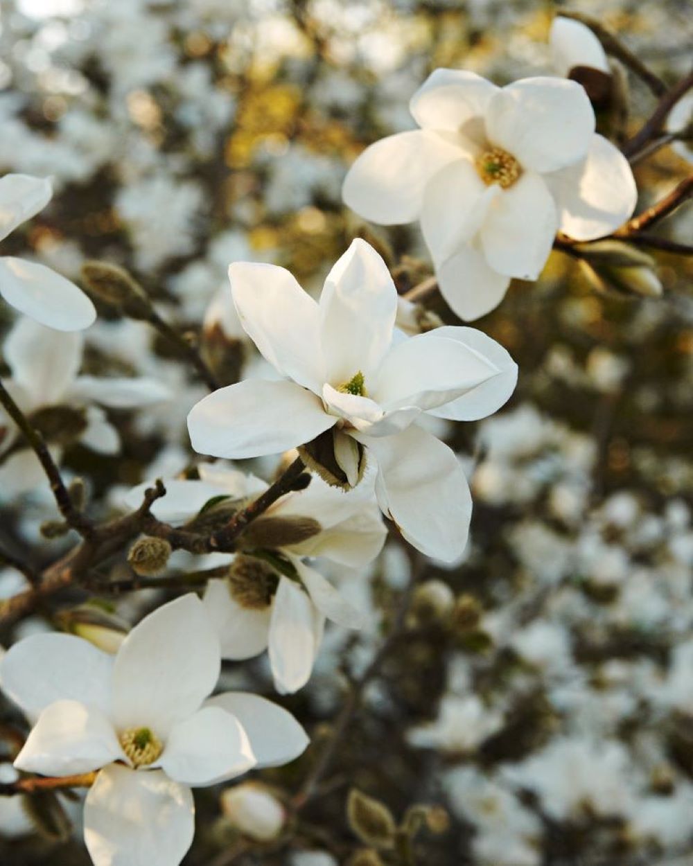 Bahçevilya  Yaprak Döken Manolya (Magnolia) Fidanı 1-2 yaş arası saksılı - Bahçevilya 