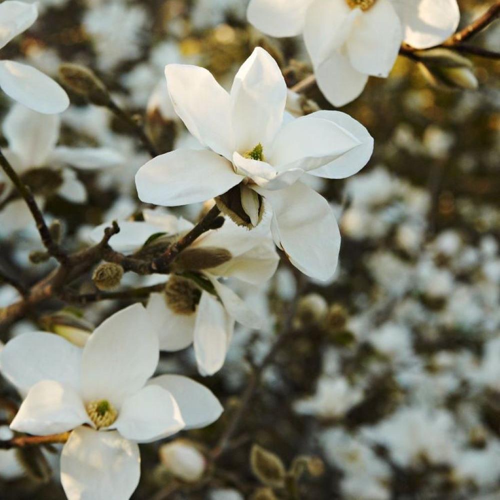 Bahçevilya Dayanıklı Yaprak Döken Manolya Fidanı - 2 Yaşında tüplü - Bahçevilya 