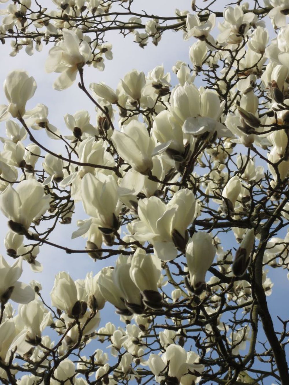 Bahçevilya  Yaprak Döken Manolya (Magnolia) Fidanı 1-2 yaş arası saksılı - Bahçevilya 