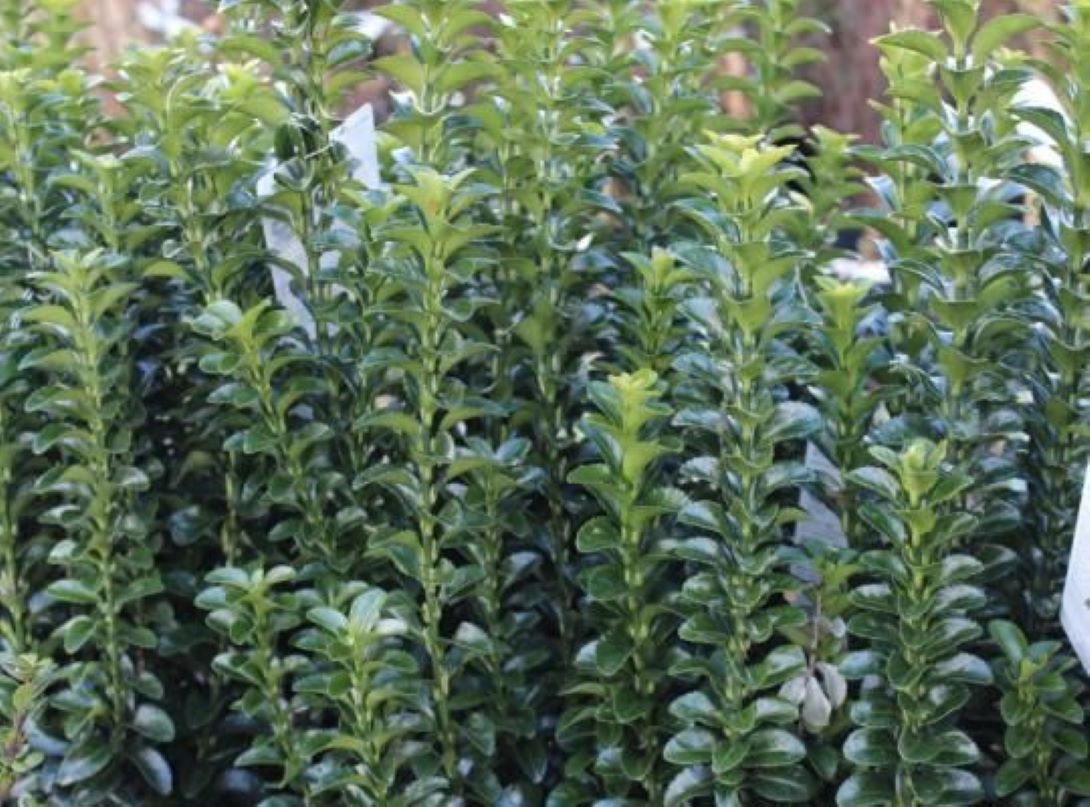 Bahçevilya Sütun Taflan Green Rocket 15-20 cm Saksılı: 1-2 yaş arası - Bahçevilya 