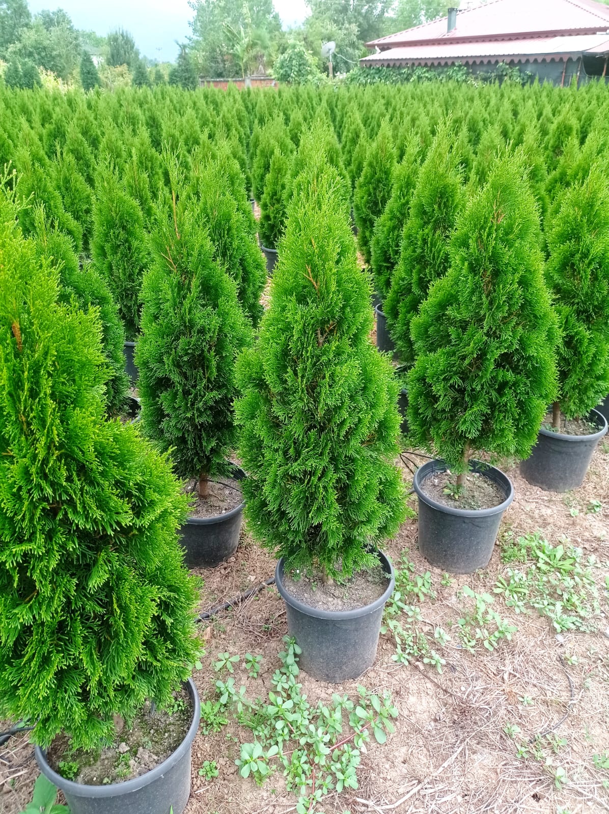 Bahçevilya Smagrat mazı fidanı 30-50 cm boy 1-2 yaş arası tüplü - Bahçevilya 