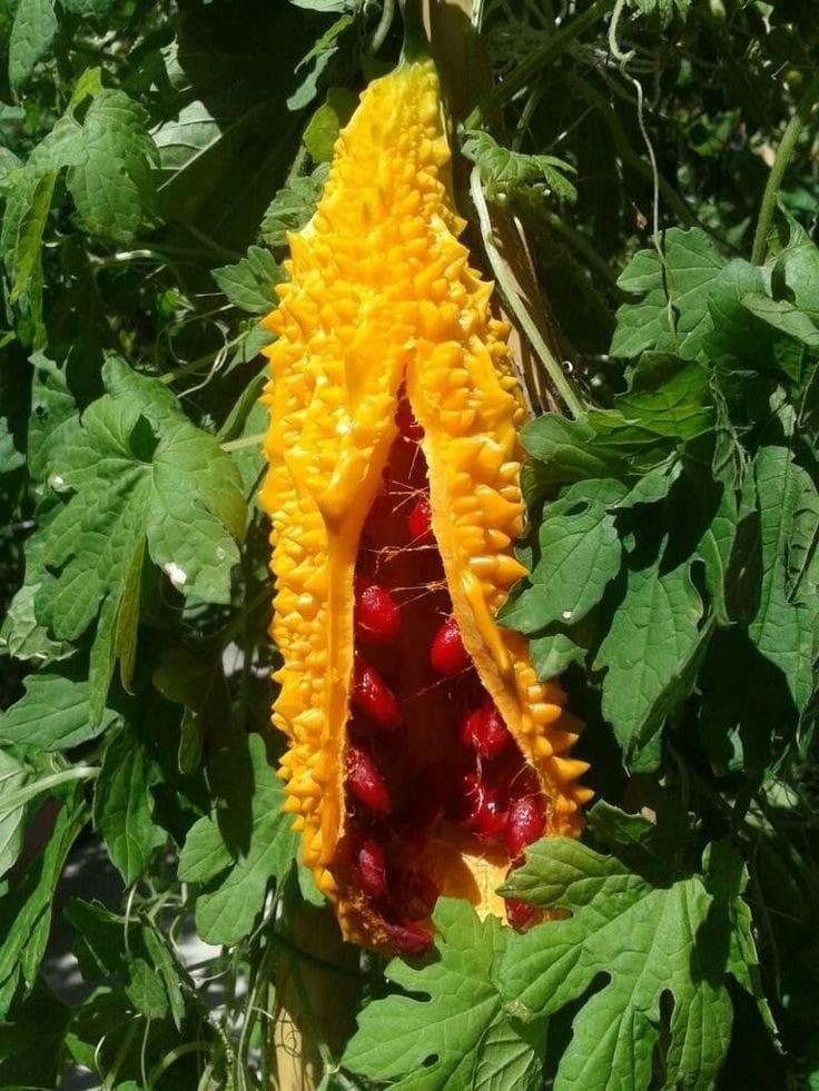 Bahçevilya Kudret narı (5 TOHUM) - Bahçevilya 
