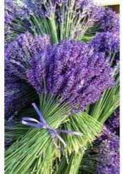 Bahçevilya Lavanta (Lavandula Angustifolia)20 Adet Tohum - Bahçevilya 