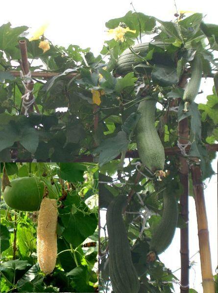 Bahçevilya Lif kabağı Luffa cylindrica 10 Adet - Bahçevilya 