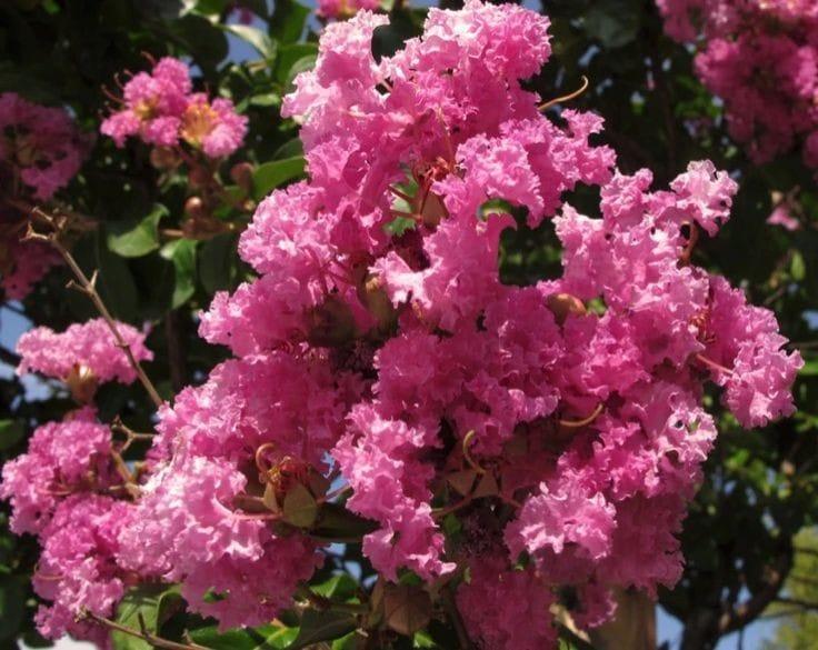 Bahçevilya  Tüplü Pembe Oya Ağacı Fidanı 1-2 Yaş Arası Tüplü - Bahçevilya 