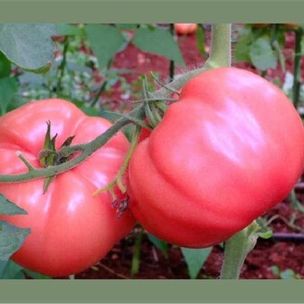 Bahçevilya Pembe domates (200 tohum) - Bahçevilya 