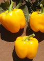 Bahçevilya Sarı dolma biber (10 tohum) - Bahçevilya 
