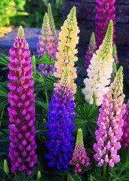 Acı Bakla Tohumu (Lupinus angustifolius)  (5 tohum) - Bahçevilya 