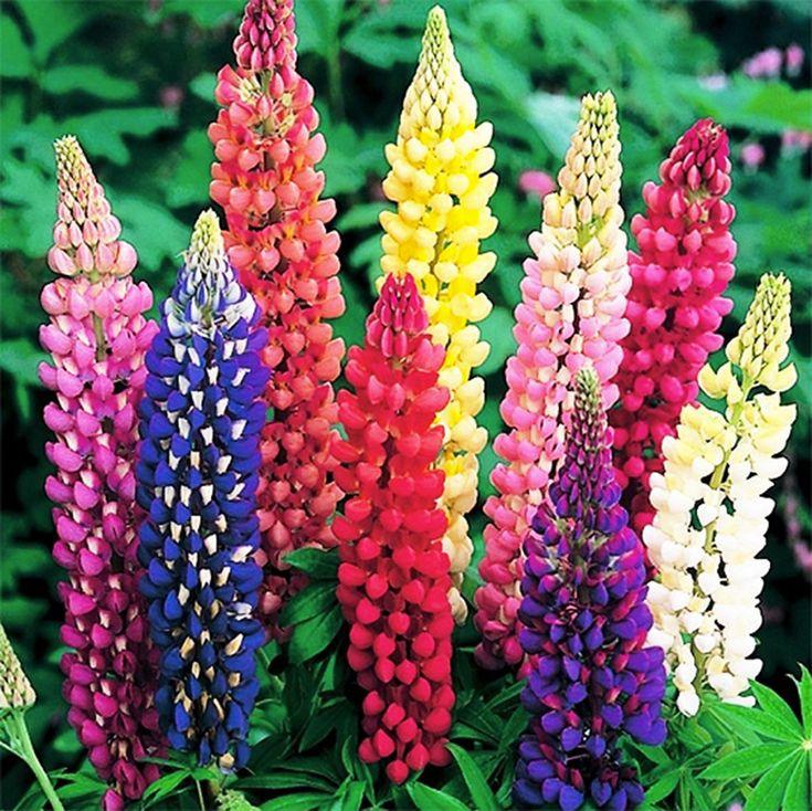 Acı Bakla Tohumu (Lupinus angustifolius)  (5 tohum) - Bahçevilya 