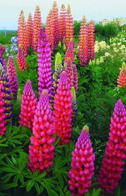 Acı Bakla Tohumu (Lupinus angustifolius)  (5 tohum) - Bahçevilya 