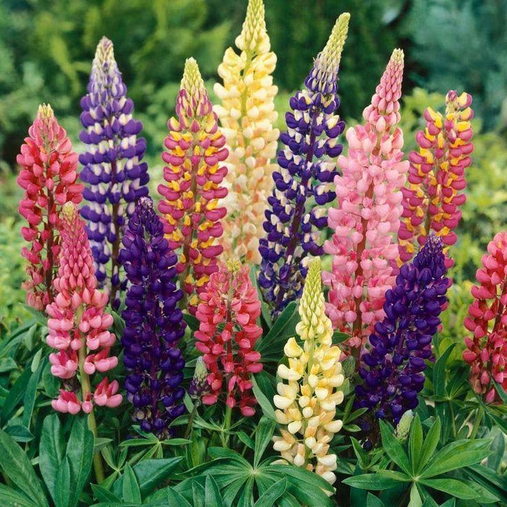 Acı Bakla Tohumu (Lupinus angustifolius)  (5 tohum) - Bahçevilya 