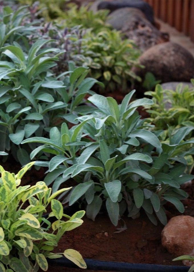 Bahçevilya Adaçayı ( salvia officinalis) 50 Adet Tohum - Bahçevilya 
