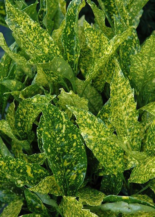 Bahçevilya 2 adet Akuba Lekeli Defne Fidanı [Variegata]2-3 yaş arası  tüplü - Bahçevilya 