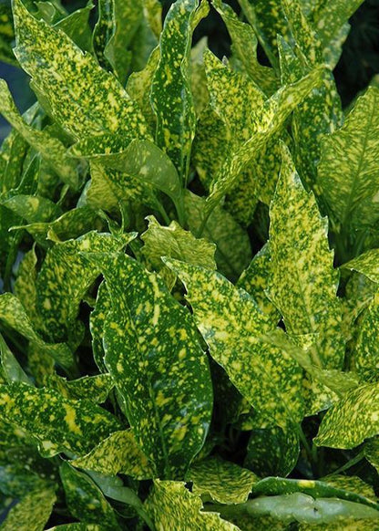 Bahçevilya 2 adet Akuba Lekeli Defne Fidanı [Variegata]2-3 yaş arası  tüplü - Bahçevilya 