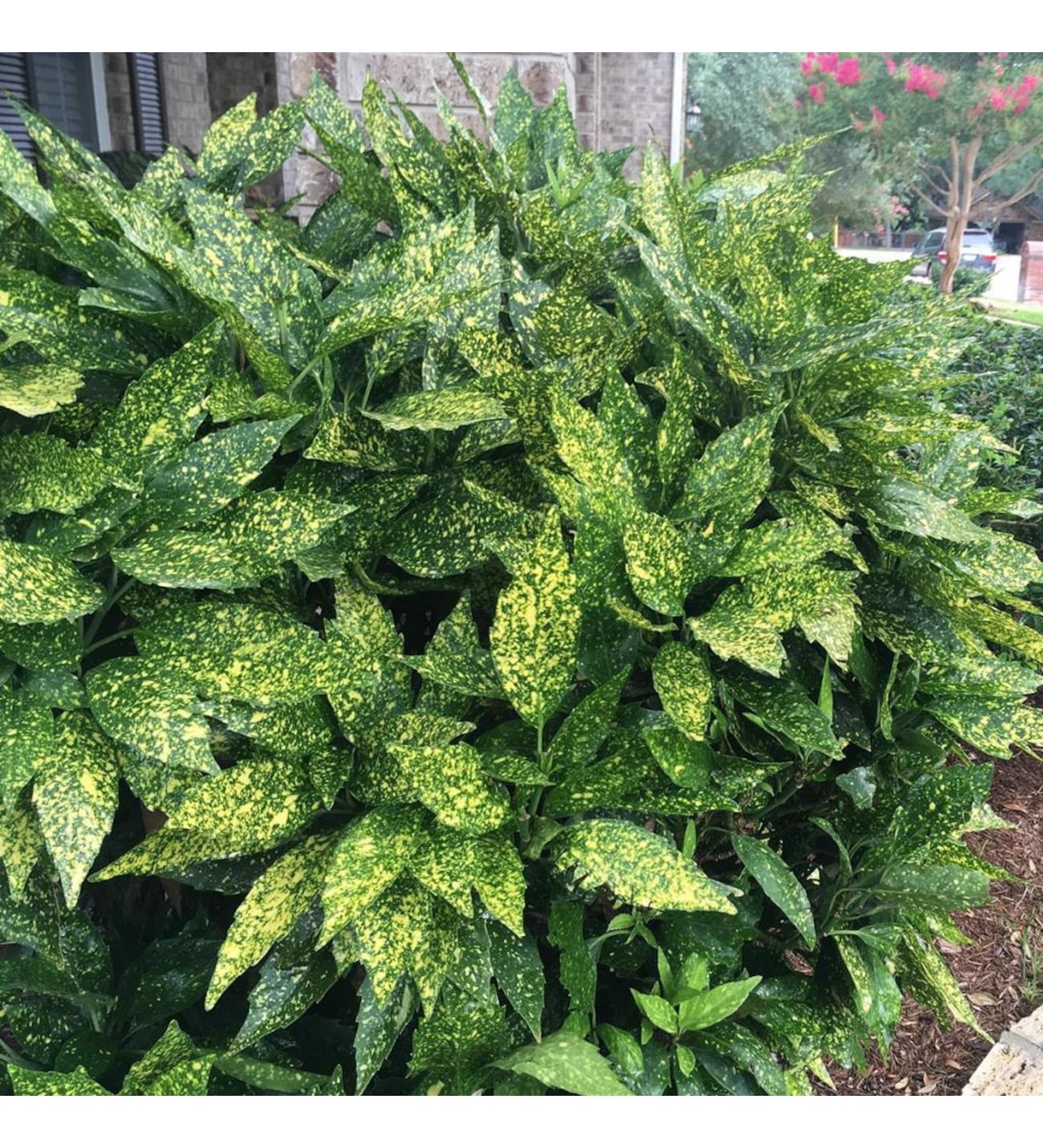 Bahçevilya 2 adet Akuba Lekeli Defne Fidanı [Variegata]2-3 yaş arası  tüplü - Bahçevilya 