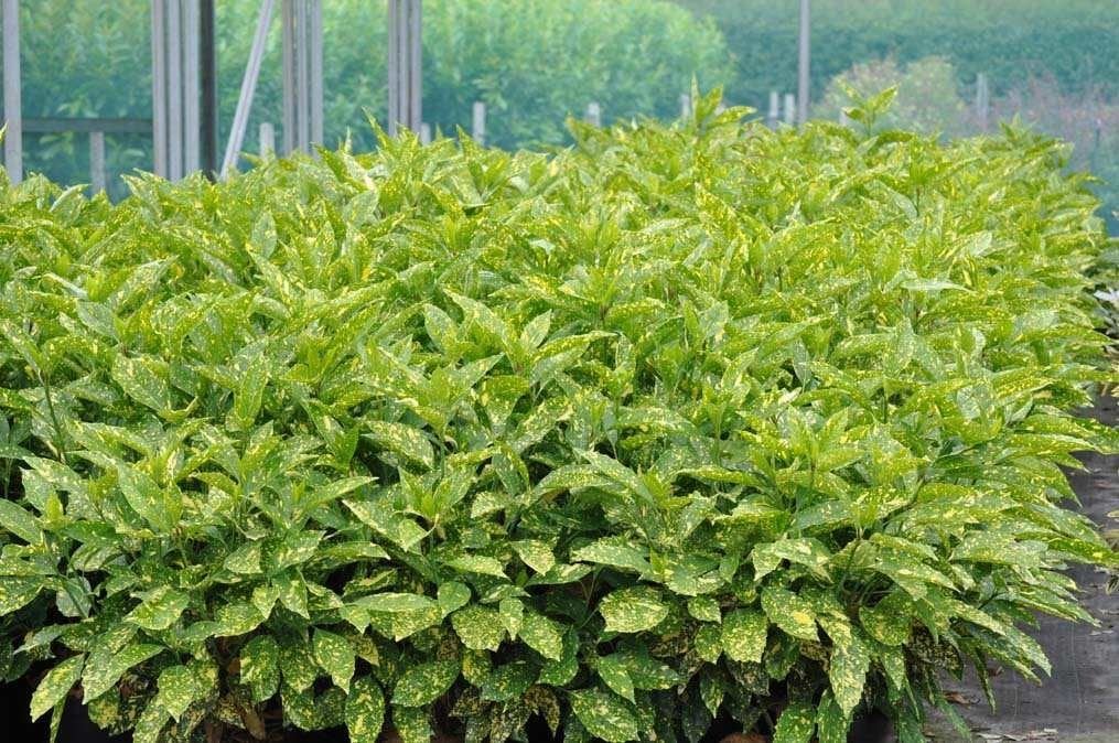 Bahçevilya 2 adet Akuba Lekeli Defne Fidanı [Variegata]2-3 yaş arası  tüplü - Bahçevilya 