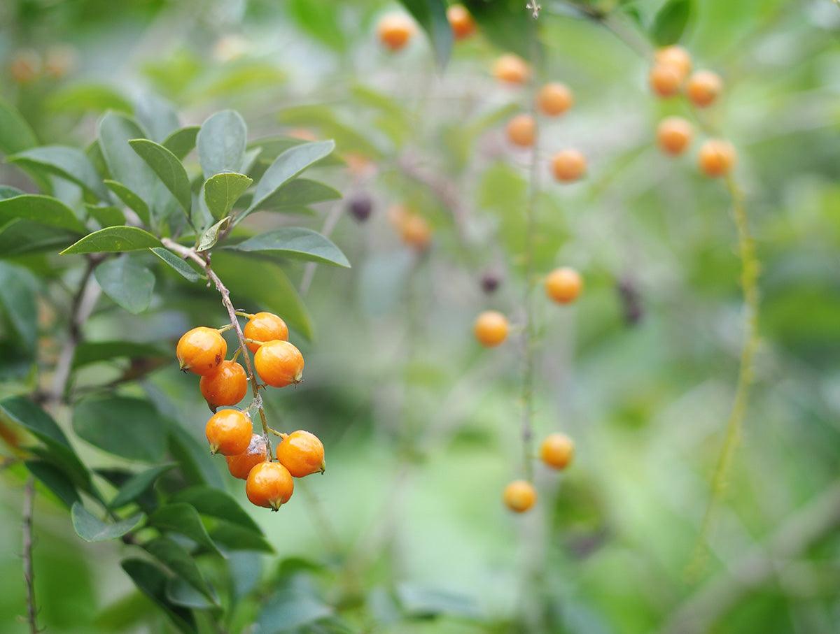Altın çilek golden berry (20 tohum) - Bahçevilya