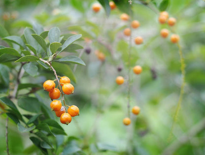 Altın çilek golden berry (20 tohum) - Bahçevilya 